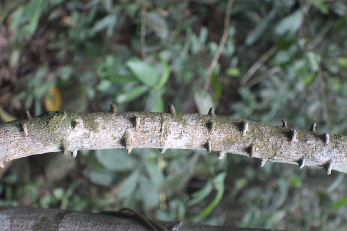 Zanthoxylum asiaticum (L.) Appelhans, Groppo & J.Wen